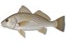 Atlantic Croaker