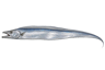 Atlantic Cutlassfish