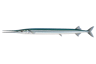 Atlantic Needlefish