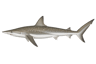 Atlantic Sharpnose Shark