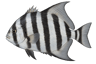 Atlantic Spadefish