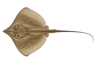 Atlantic Stingray