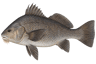 Black Drum