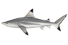 Blacktip Shark