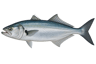 Bluefish