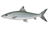 Bonefish
