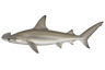 Bonnethead