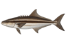 Cobia