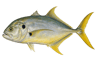 Crevalle Jack