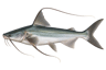 Gafftopsail Catfish