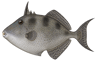 Gray Triggerfish