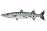 Great Barracuda