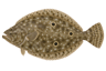 Gulf Flounder