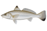Gulf Kingfish