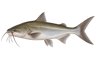 Hardhead Catfish