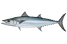 King Mackerel