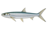 Ladyfish
