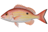Lane Snapper