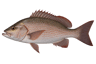 Mangrove Snapper