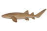 Nurse Shark