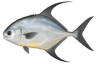 Permit