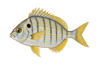 Pinfish