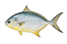 Pompano