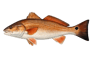 Redfish