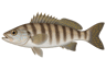 Sand Perch