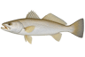 Sand Seatrout