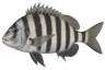 Sheepshead