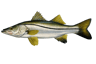 Snook