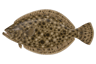 Southern Flounder