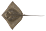 Southern Stingray