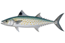 Spanish Mackerel