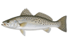 Spotted Seatrout