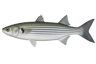 Striped Mullet