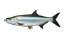 Tarpon