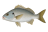 White Grunt