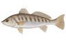 Whiting (Southern Kingfish)