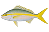 Yellowtail Snapper